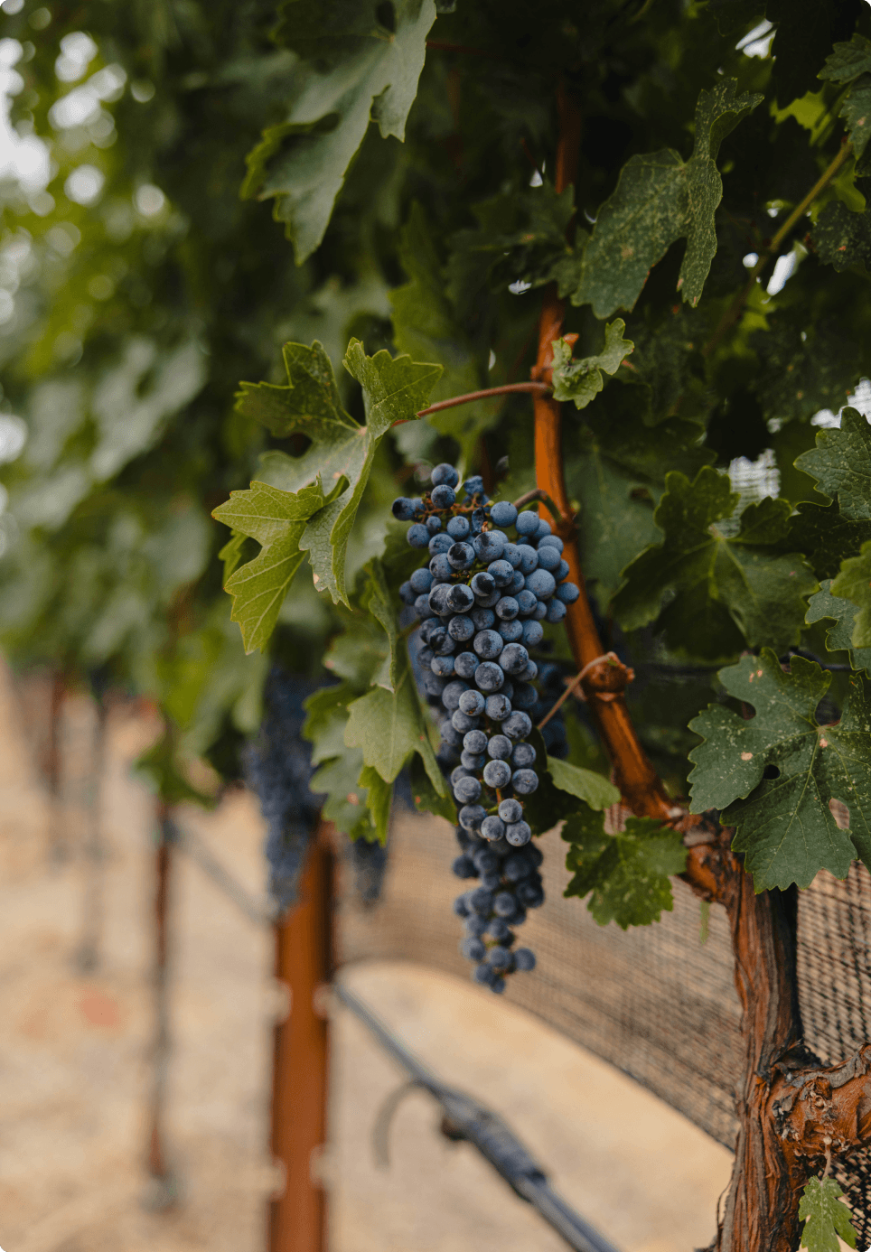 wineSpec