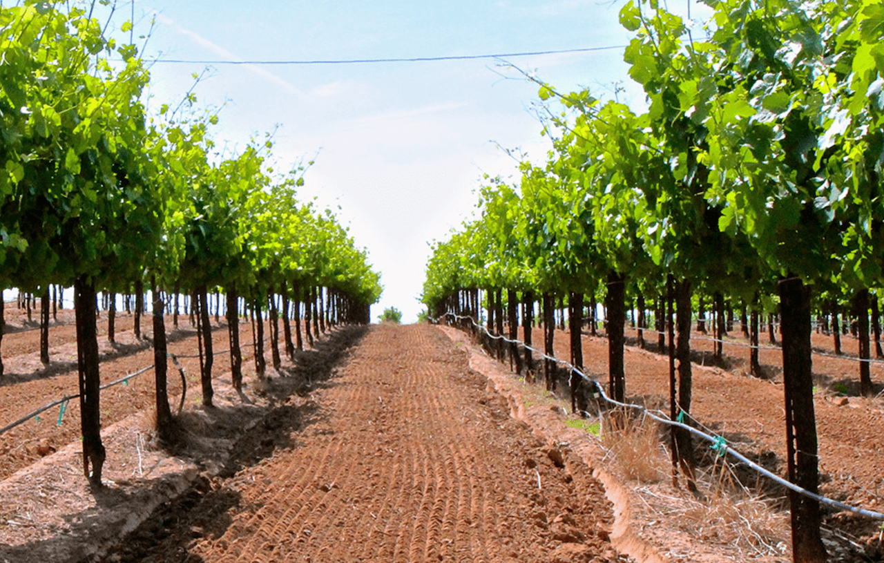 wineSpec