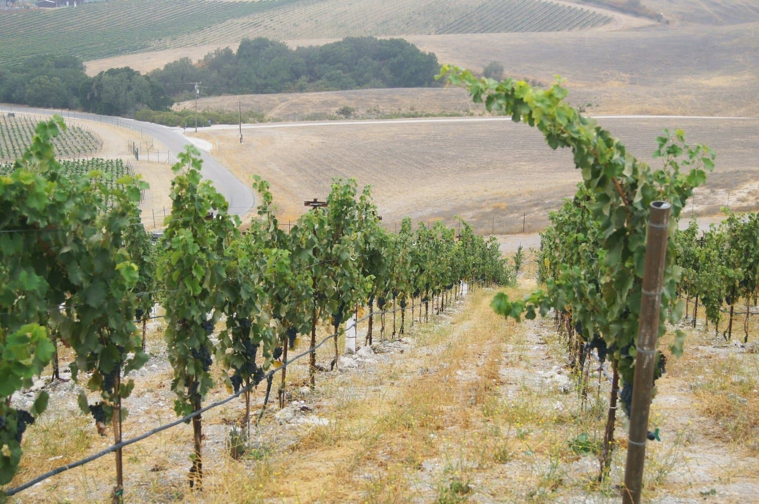 wineSpec
