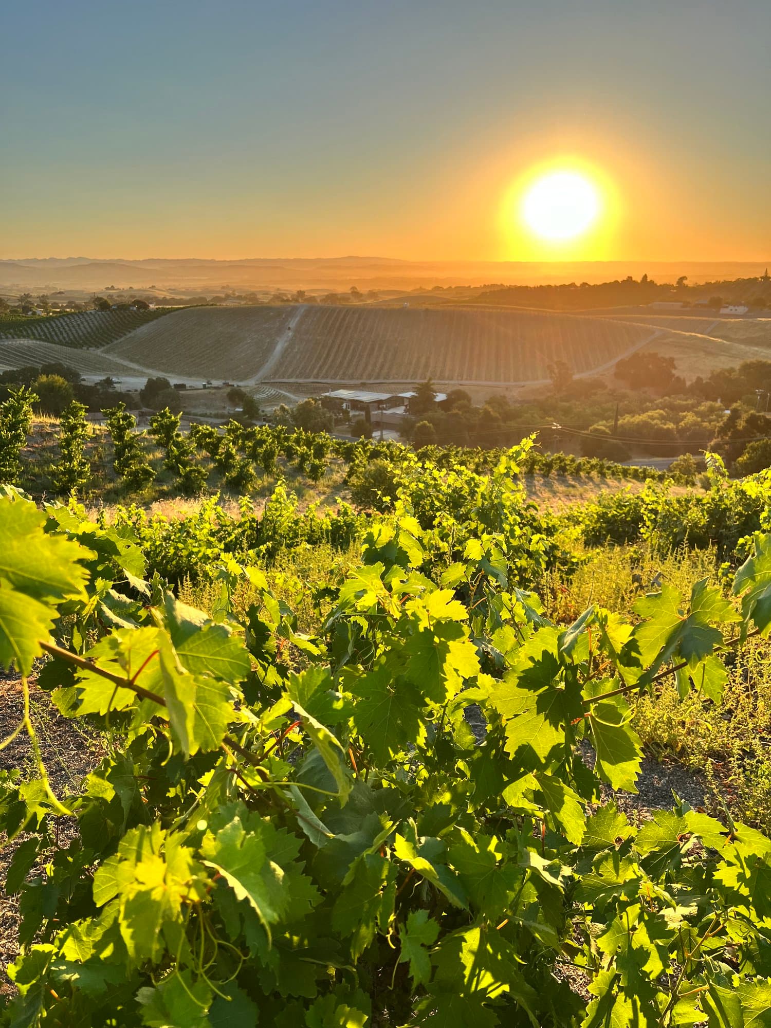 wineSpec