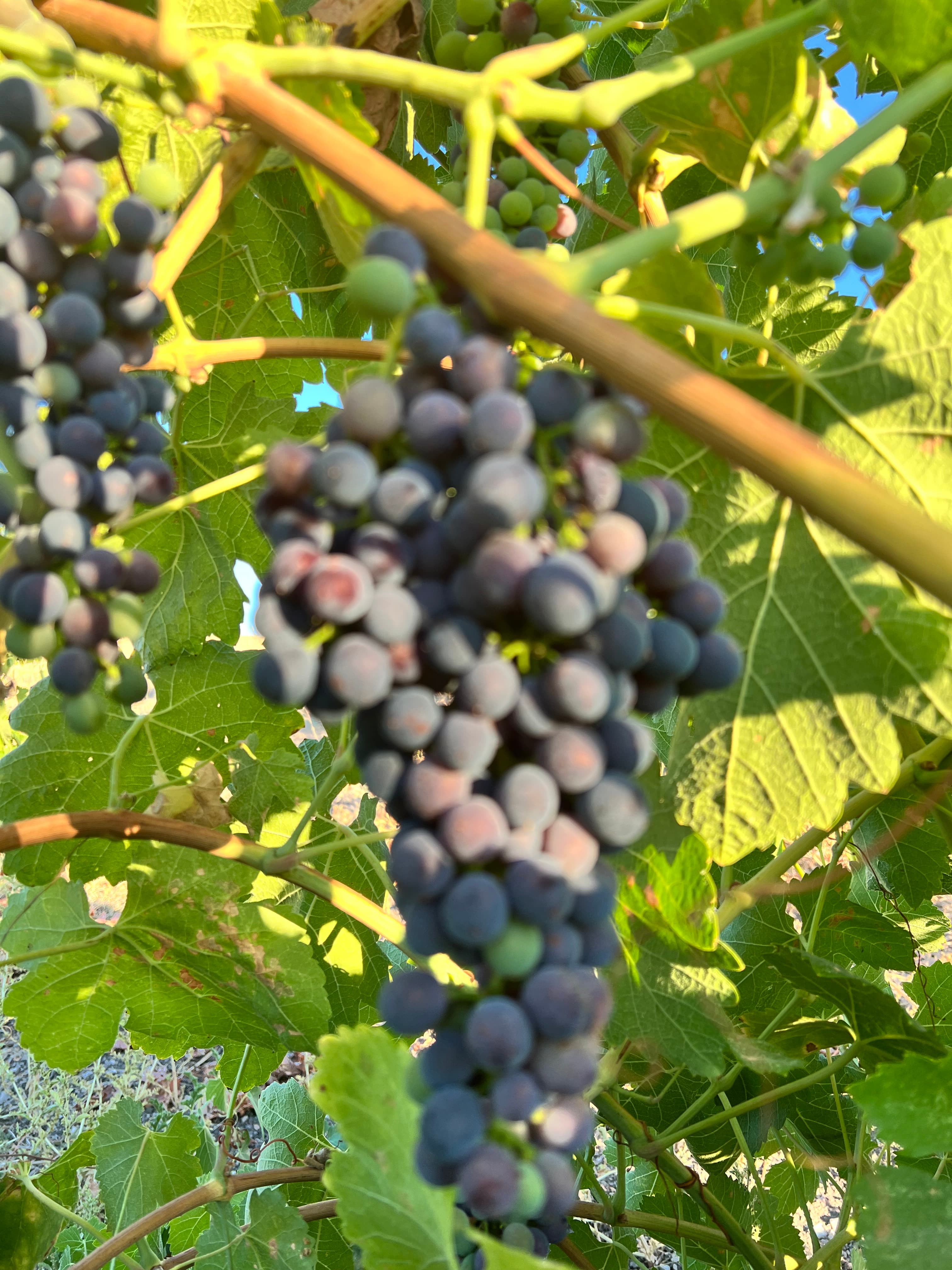 wineSpec