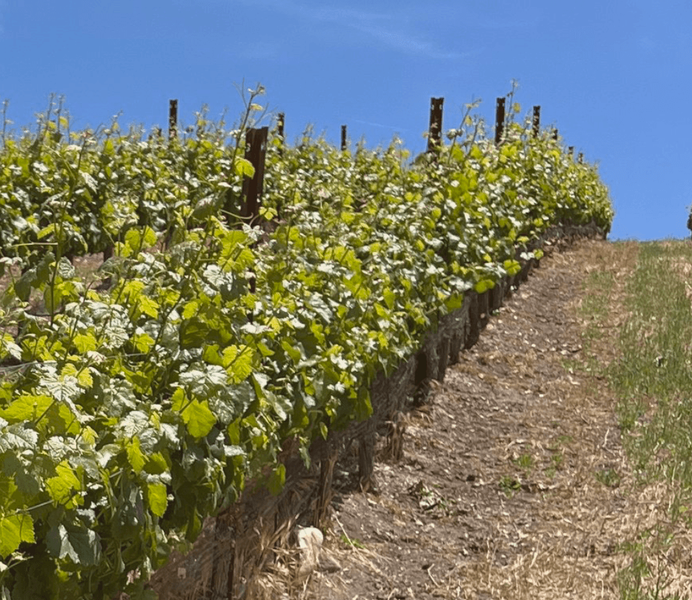 wineSpec