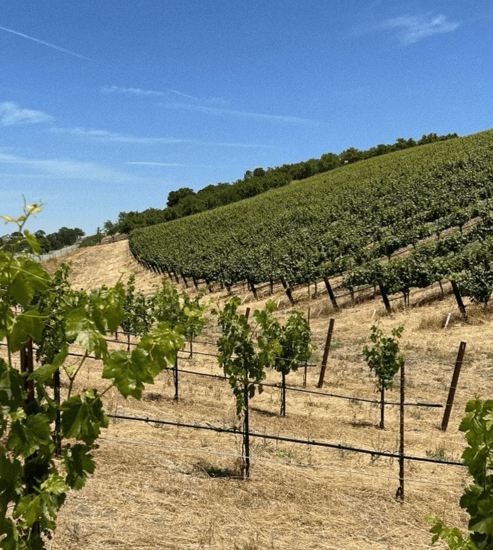 wineSpec