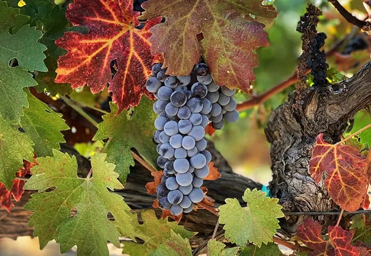 wineSpec