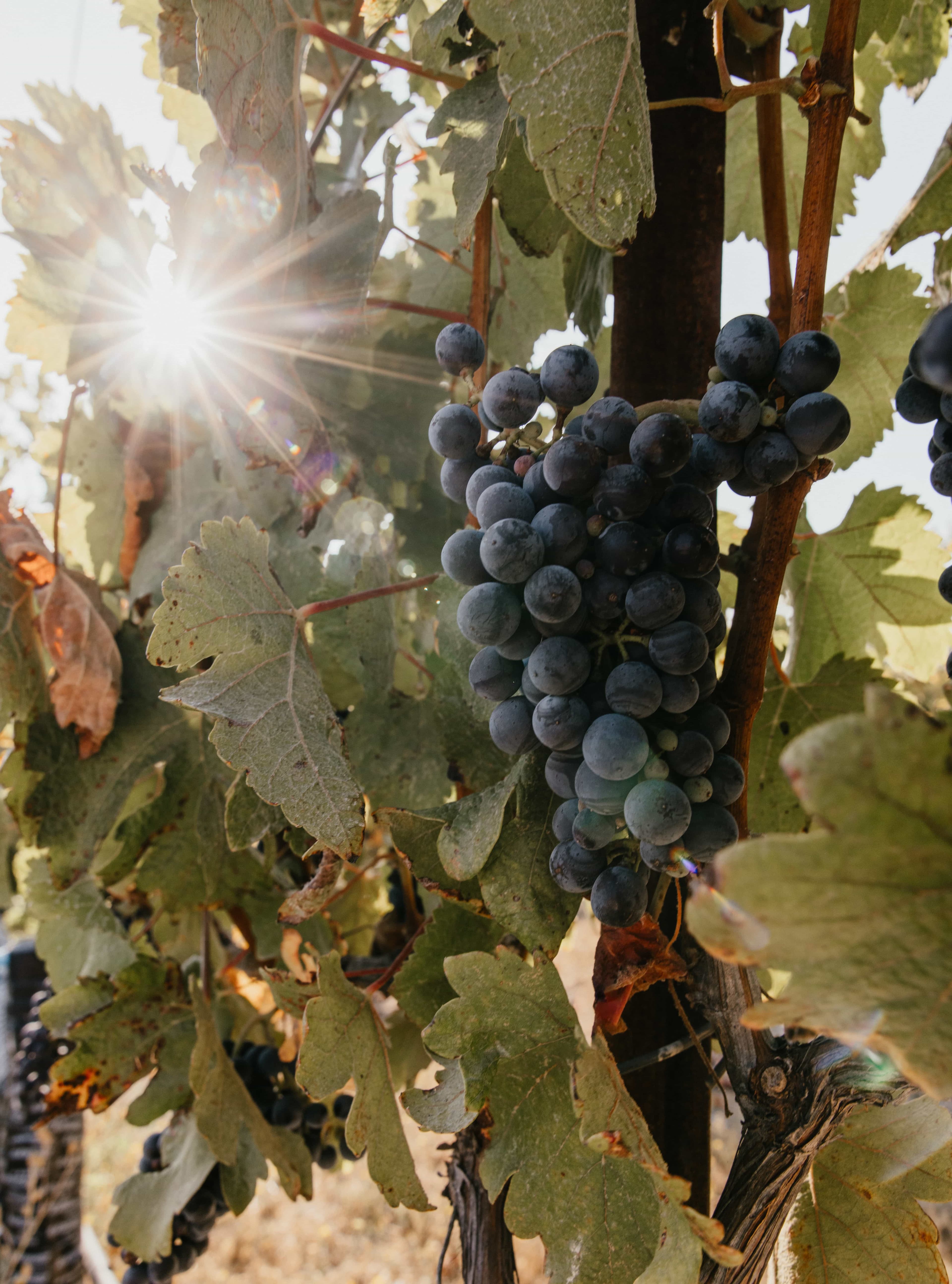 wineSpec