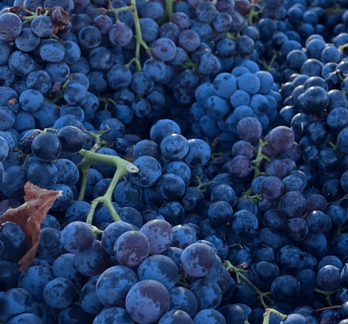 wineSpec