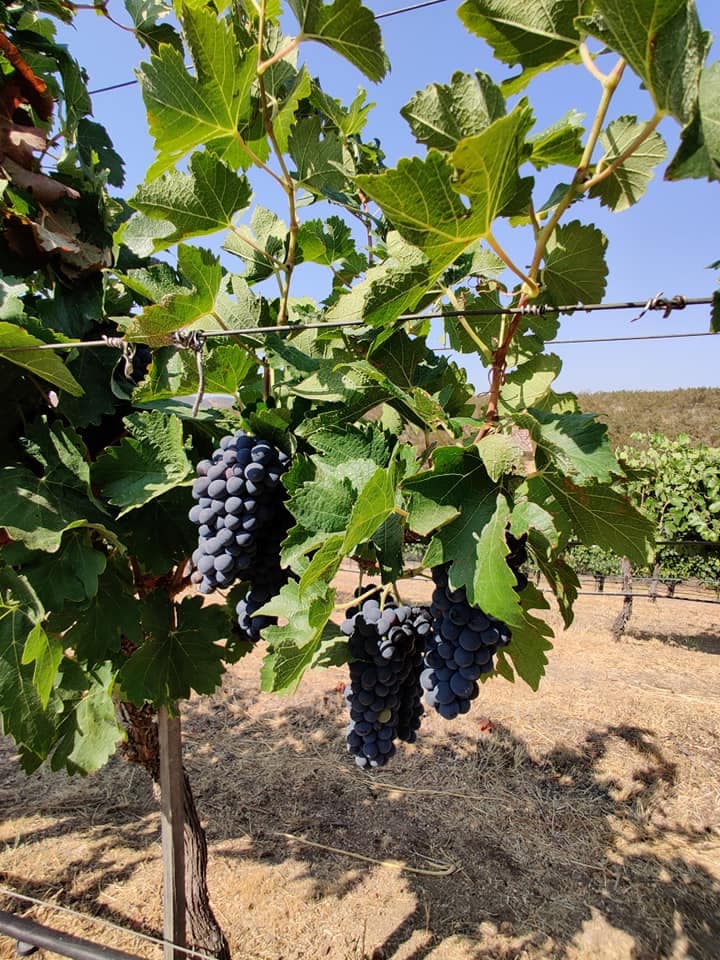wineSpec