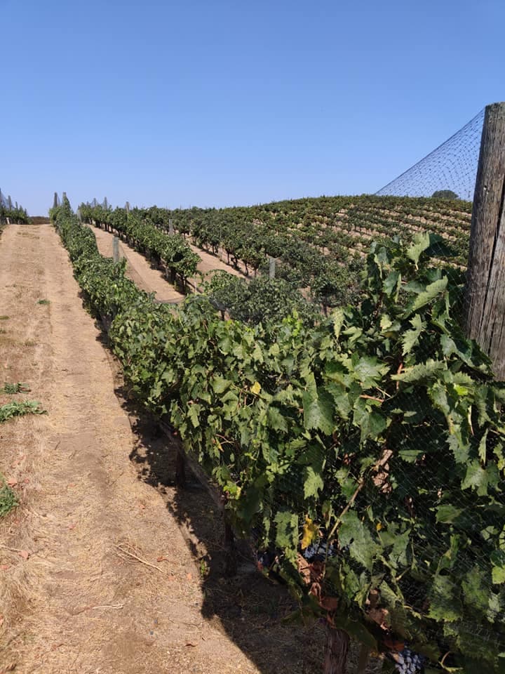 wineSpec
