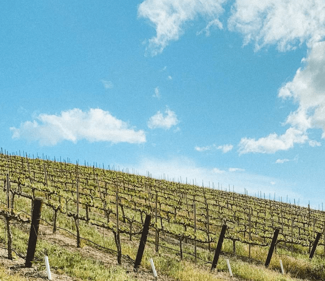 wineSpec