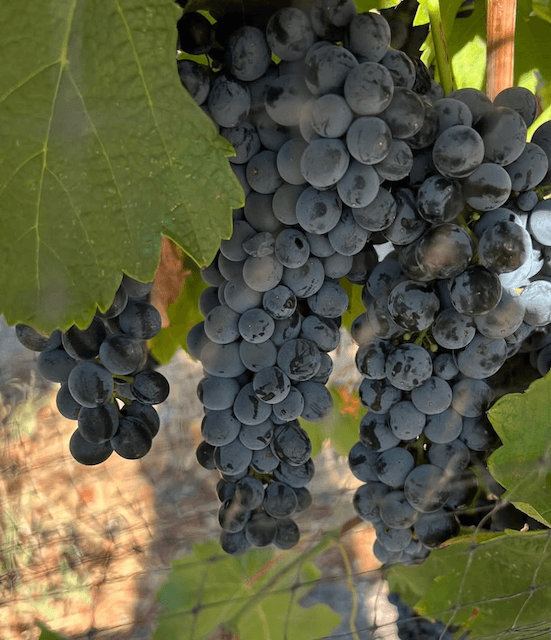 wineSpec