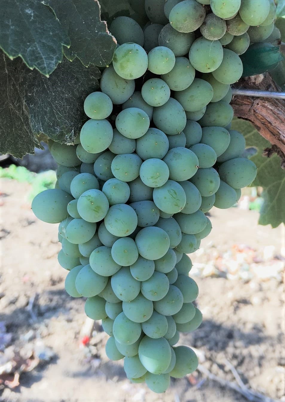 wineSpec