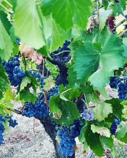 wineSpec