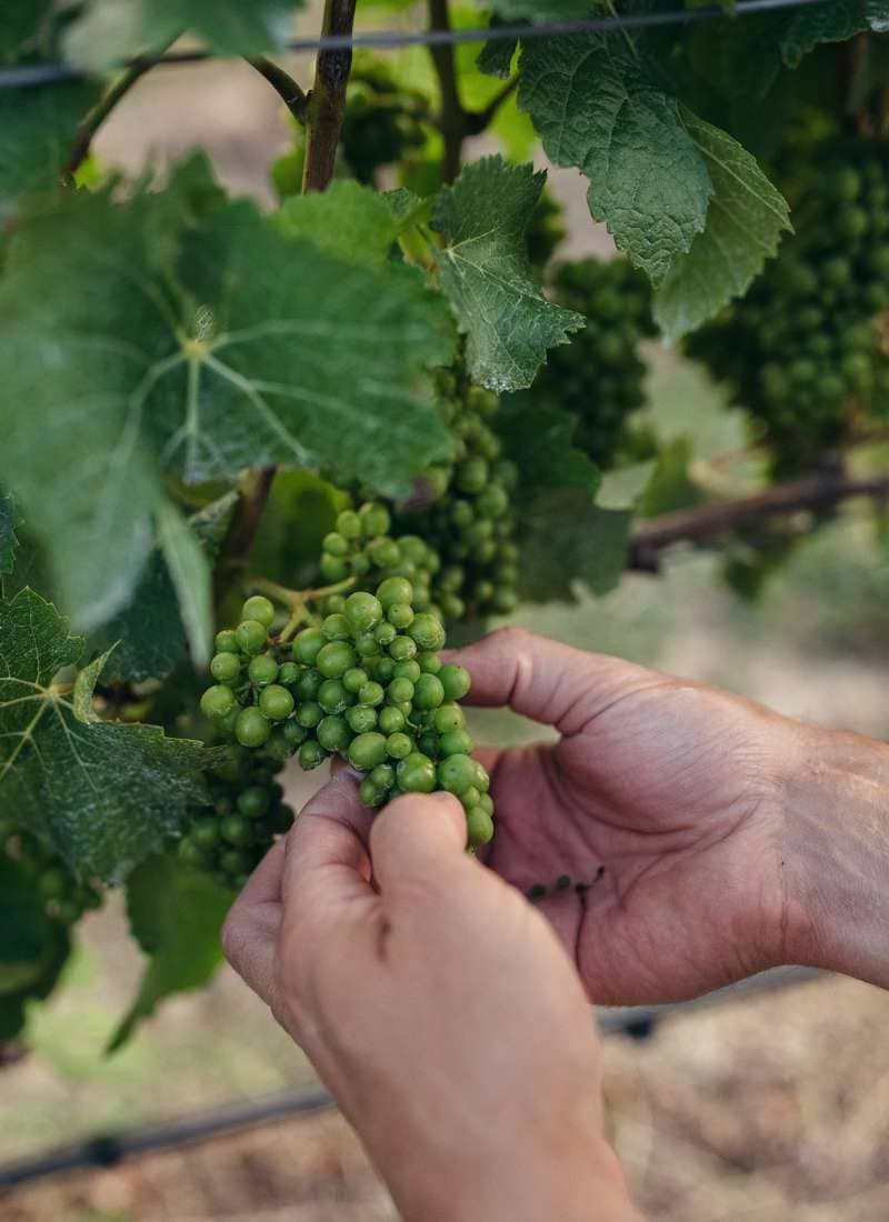 wineSpec