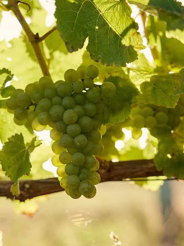 wineSpec