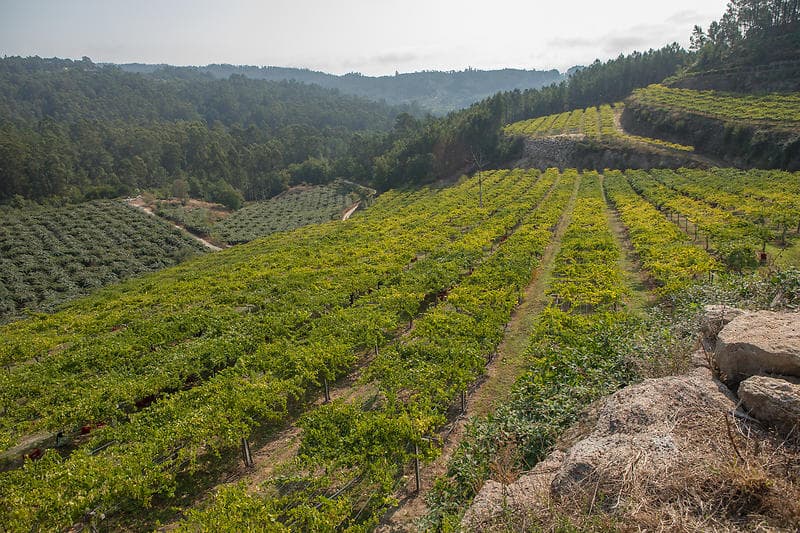 wineSpec
