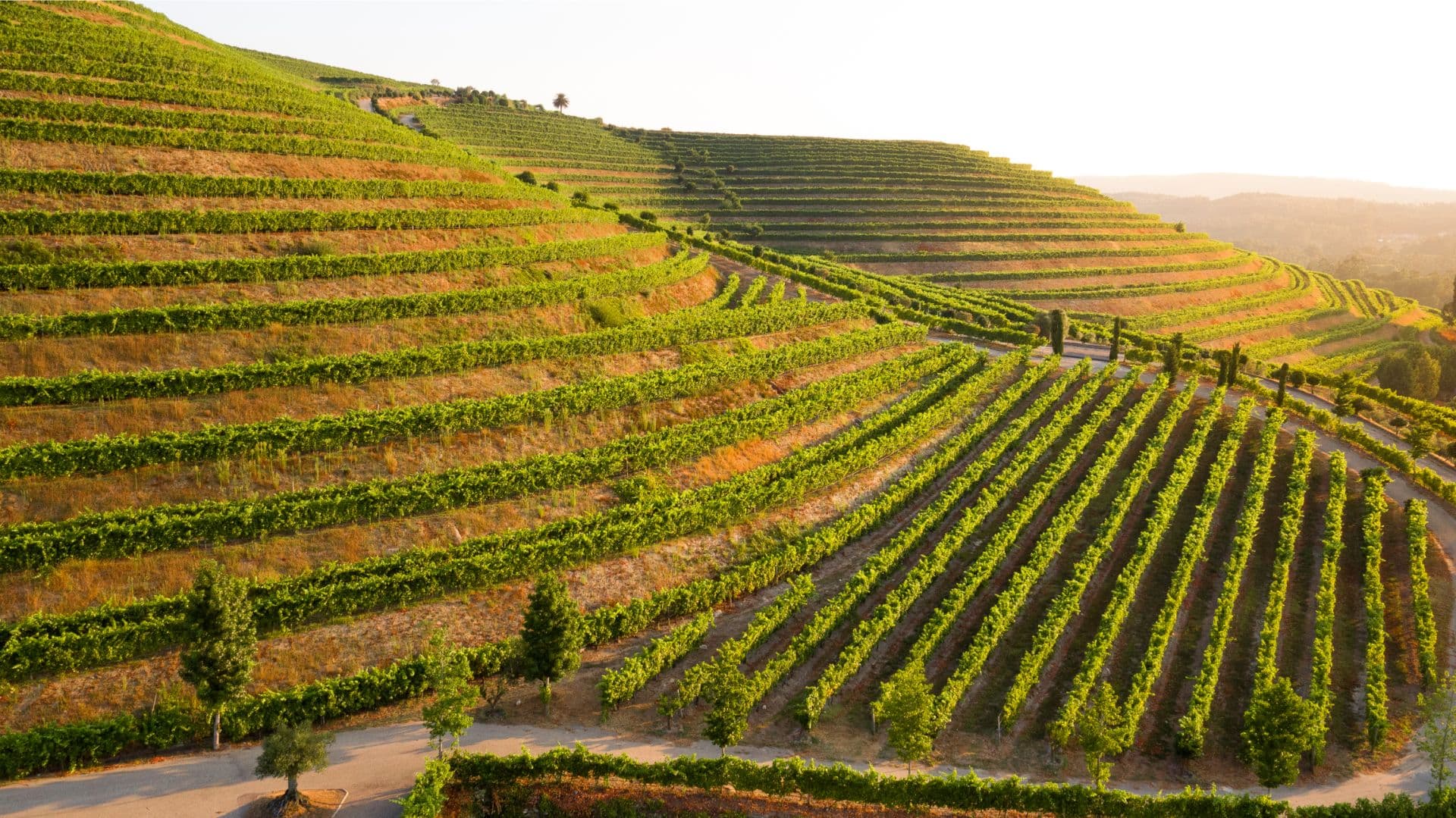 wineSpec