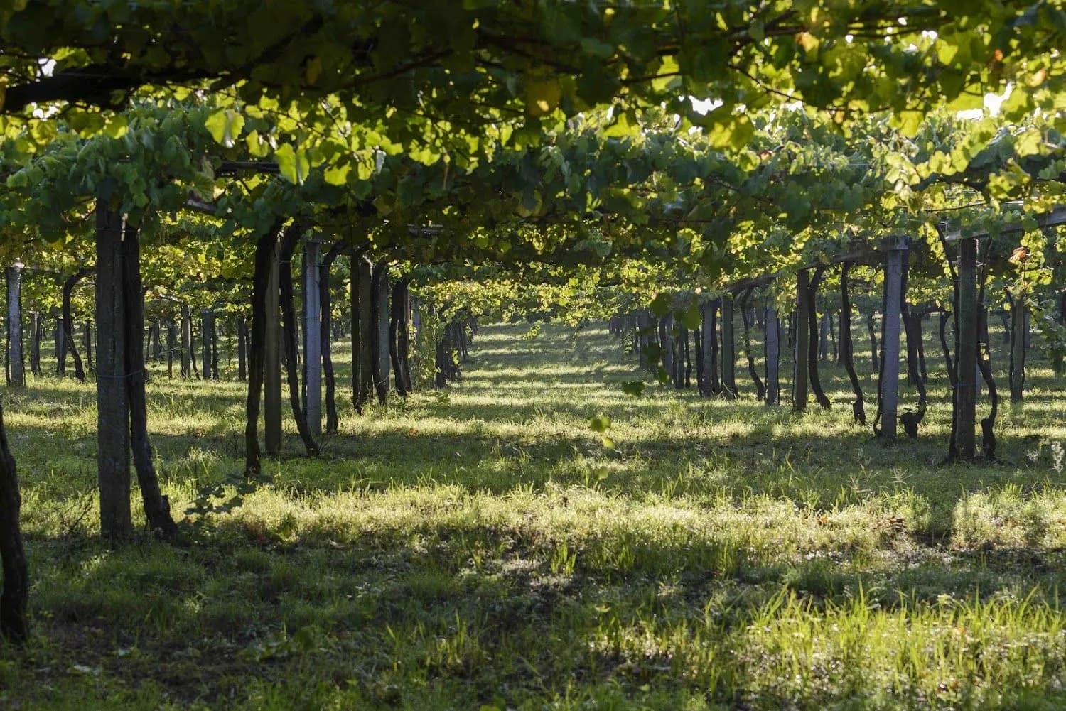 wineSpec