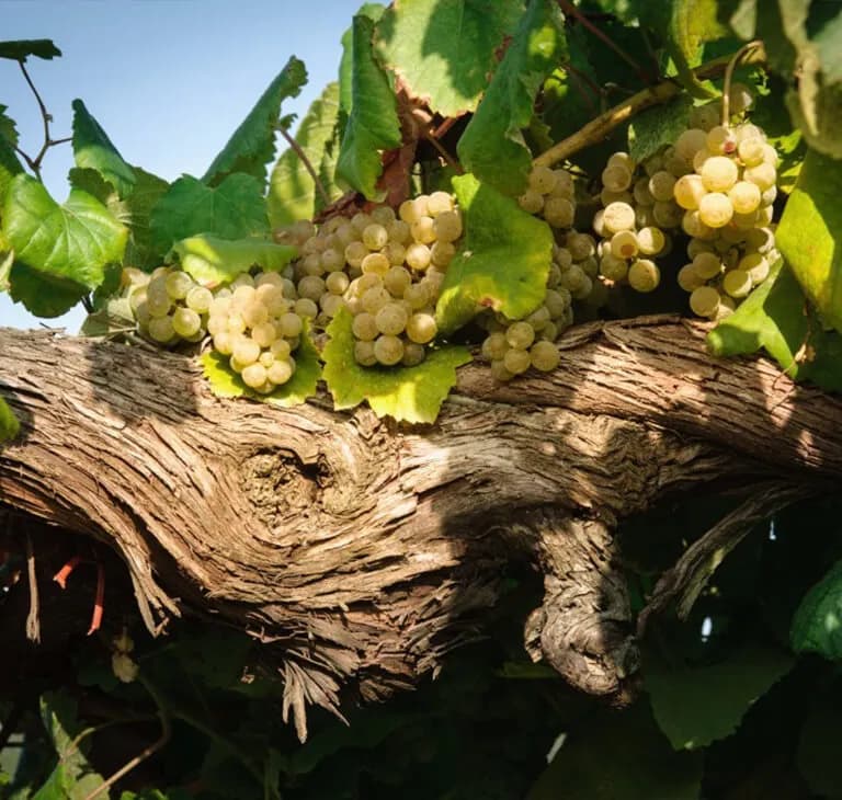 wineSpec