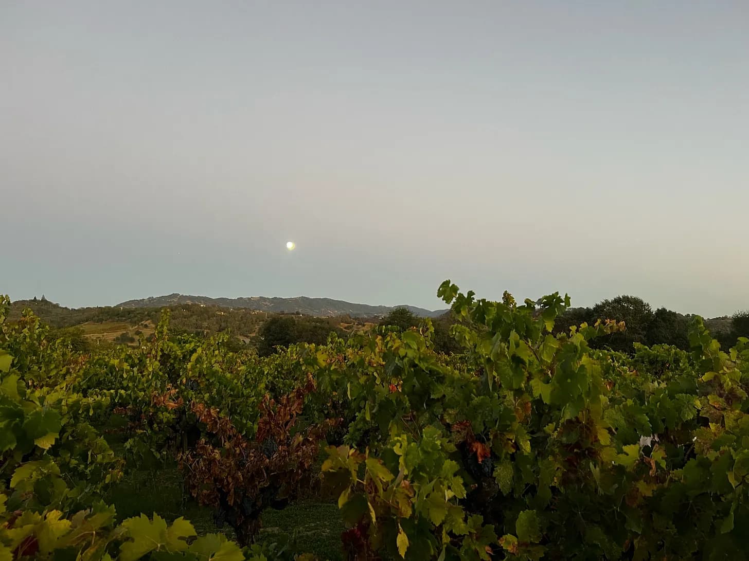 wineSpec
