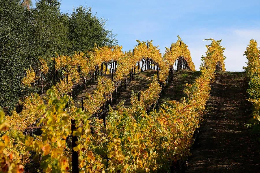 wineSpec