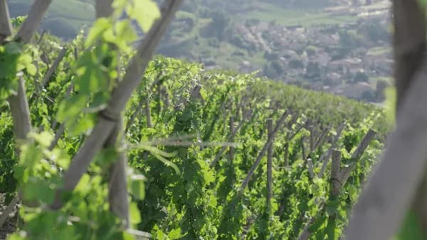 wineSpec