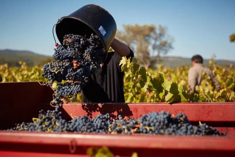wineSpec