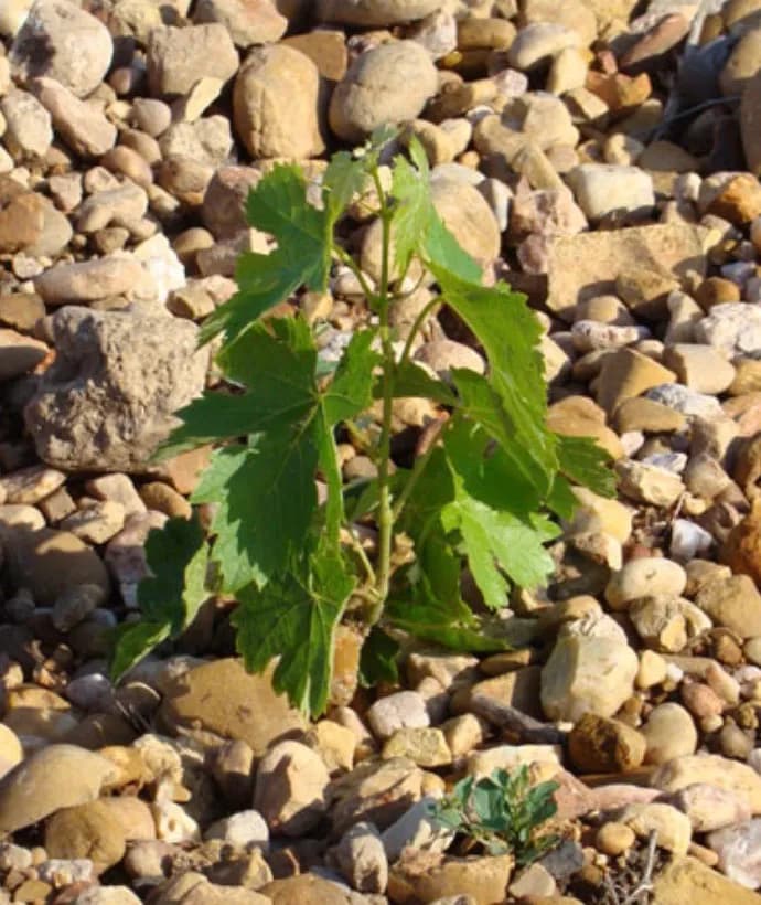wineSpec