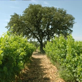 wineSpec