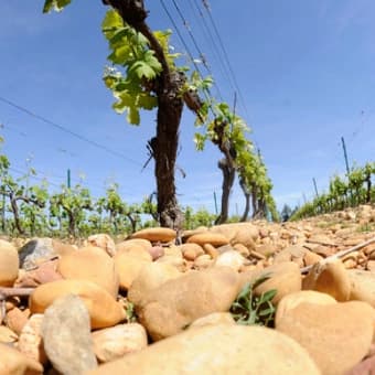 wineSpec