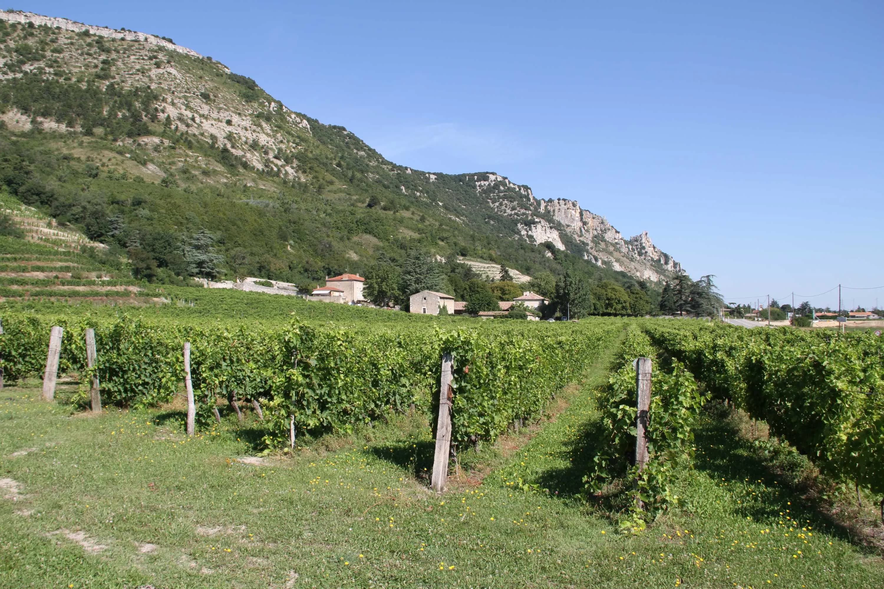 wineSpec