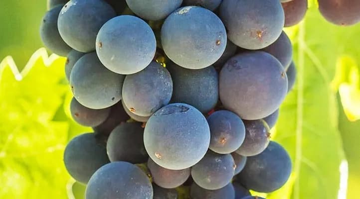 wineSpec
