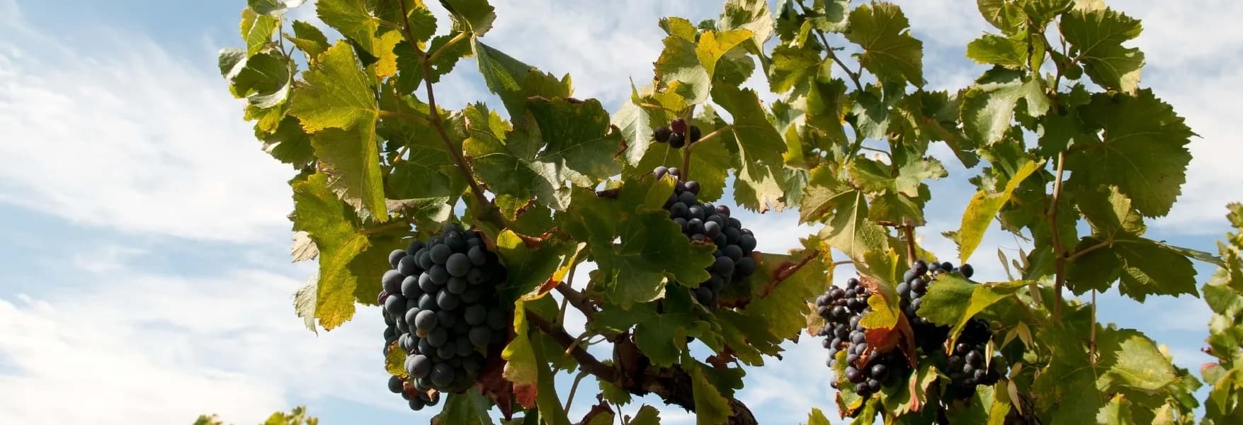 wineSpec