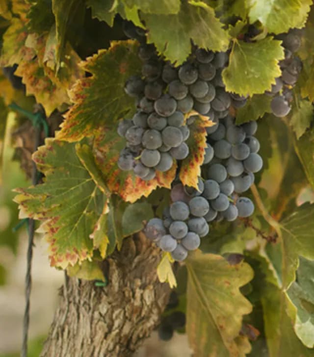 wineSpec