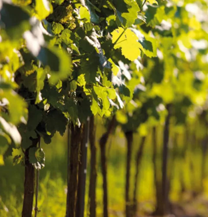 wineSpec