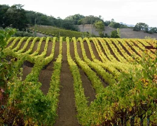 wineSpec