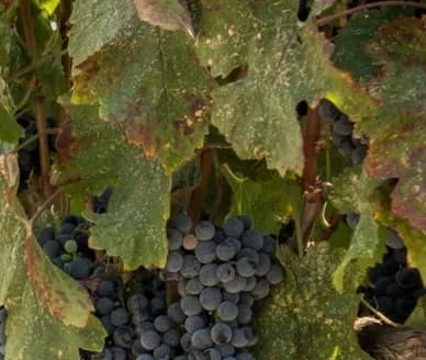 wineSpec
