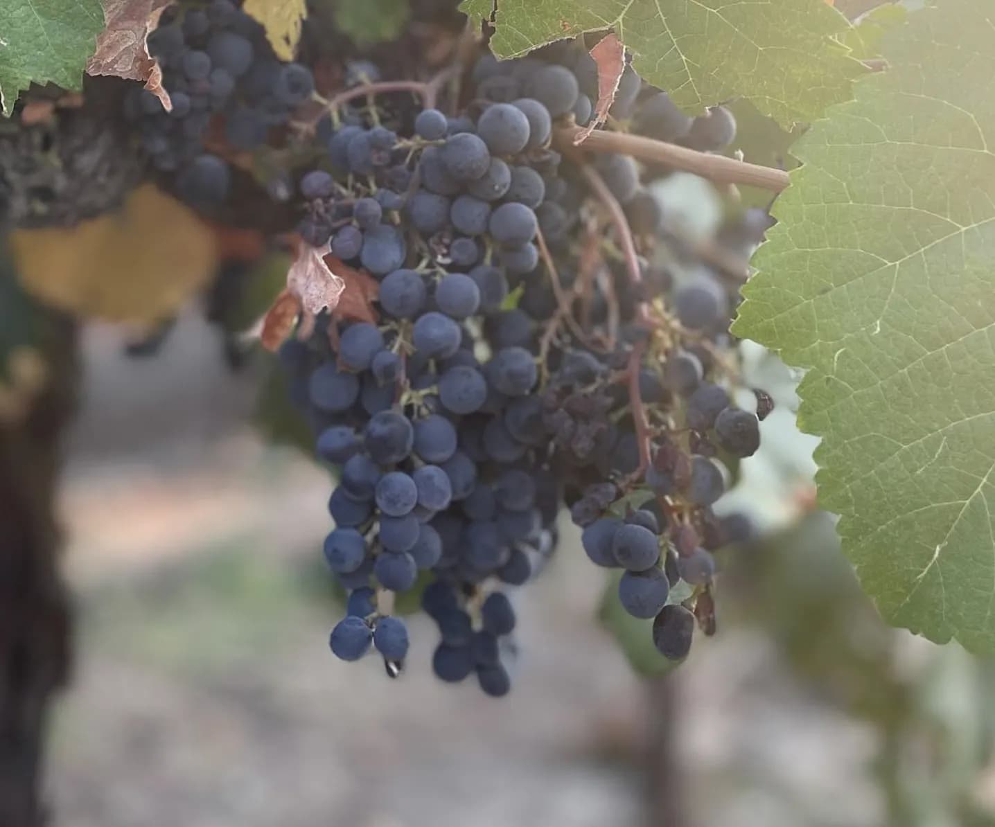 wineSpec