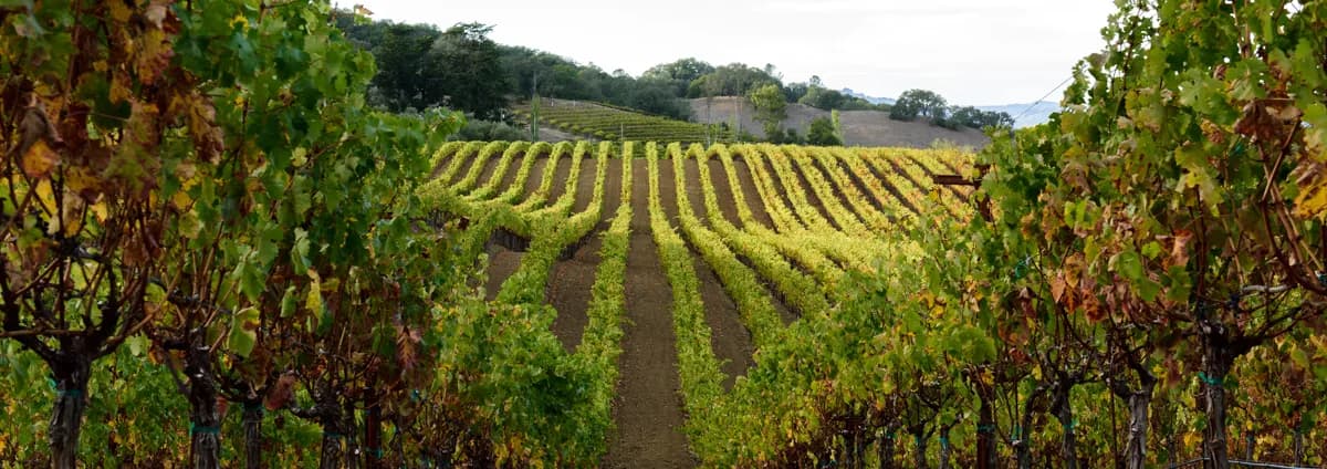 wineSpec