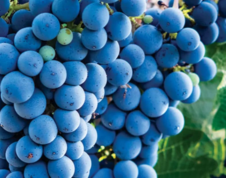 wineSpec