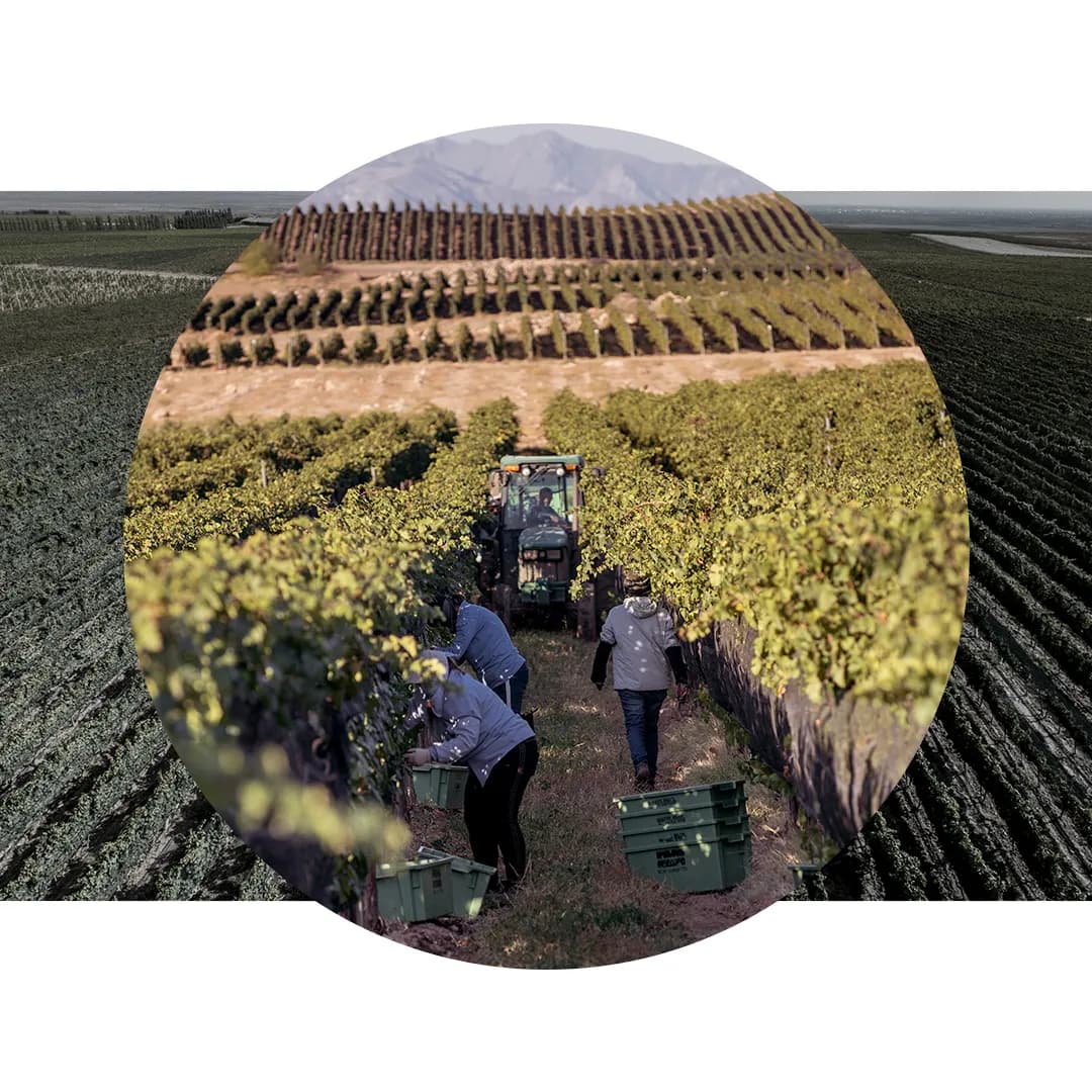 wineSpec