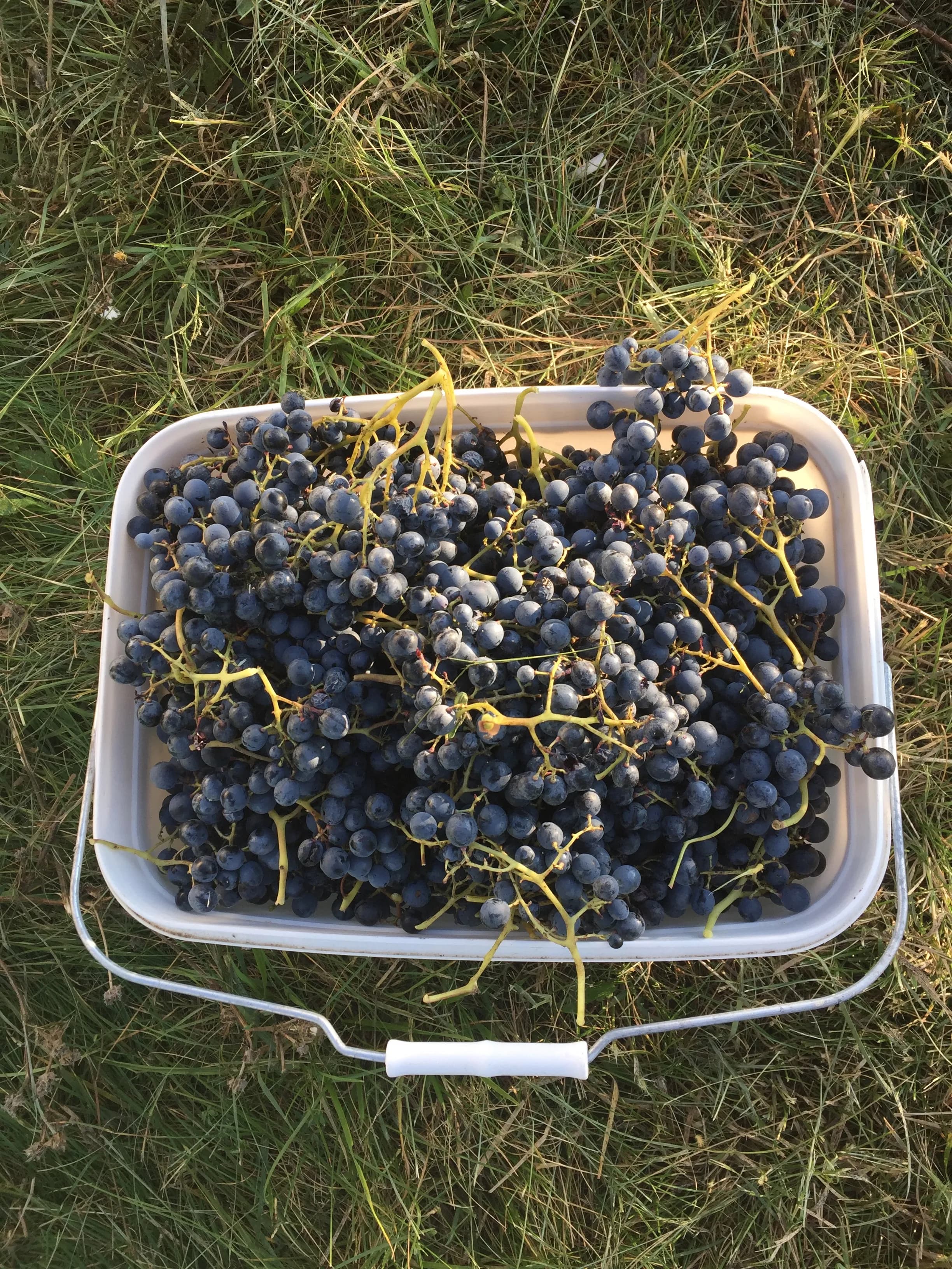 wineSpec