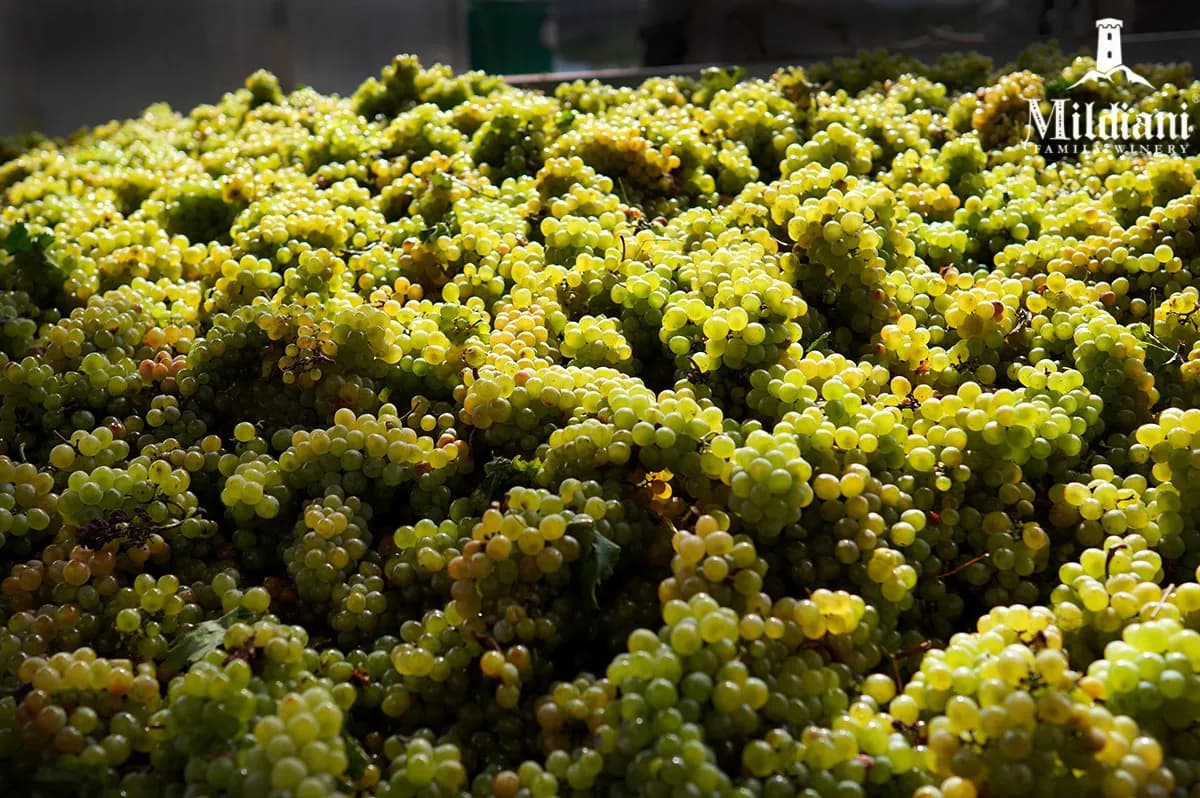 wineSpec