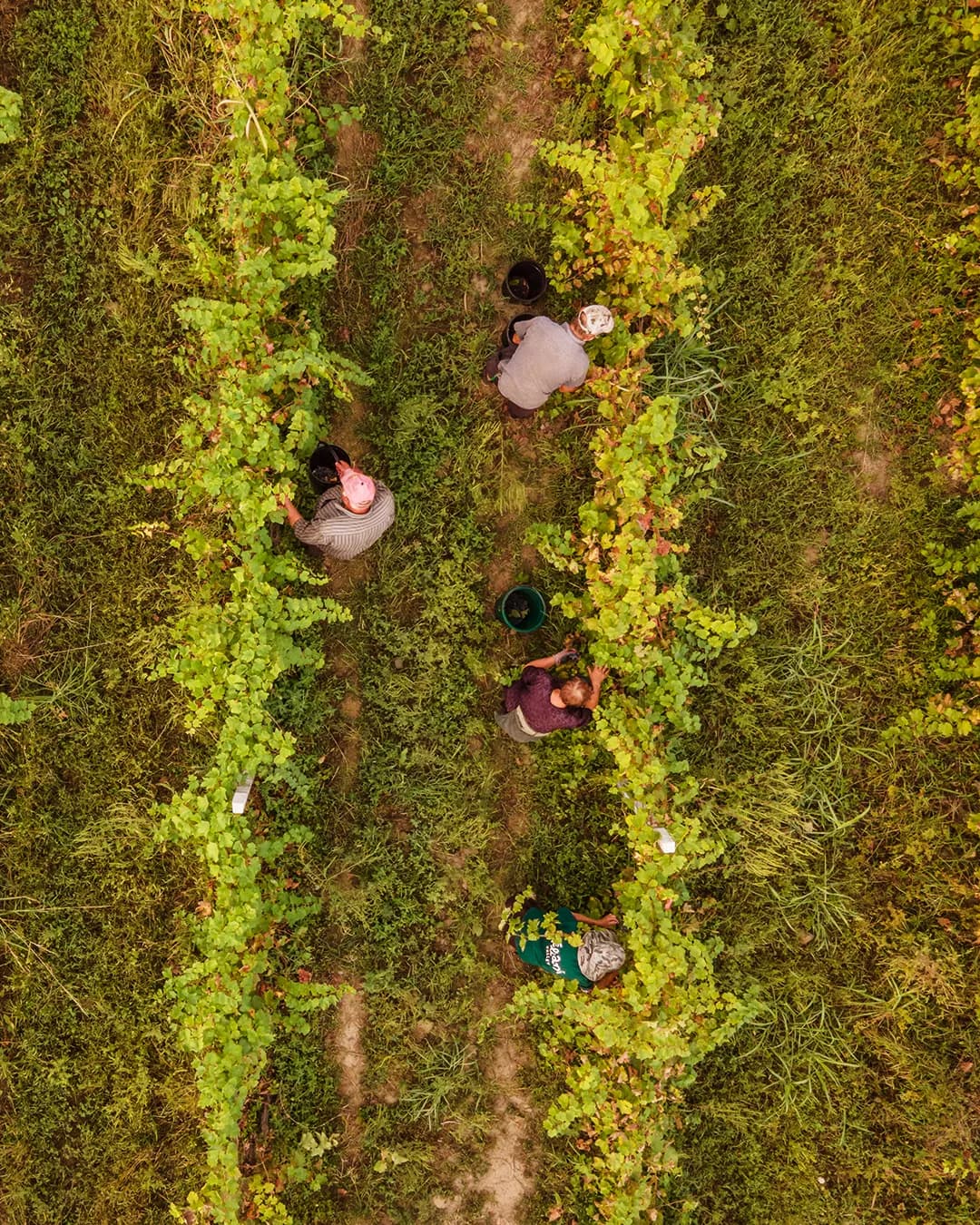 wineSpec
