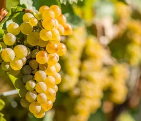 wineSpec
