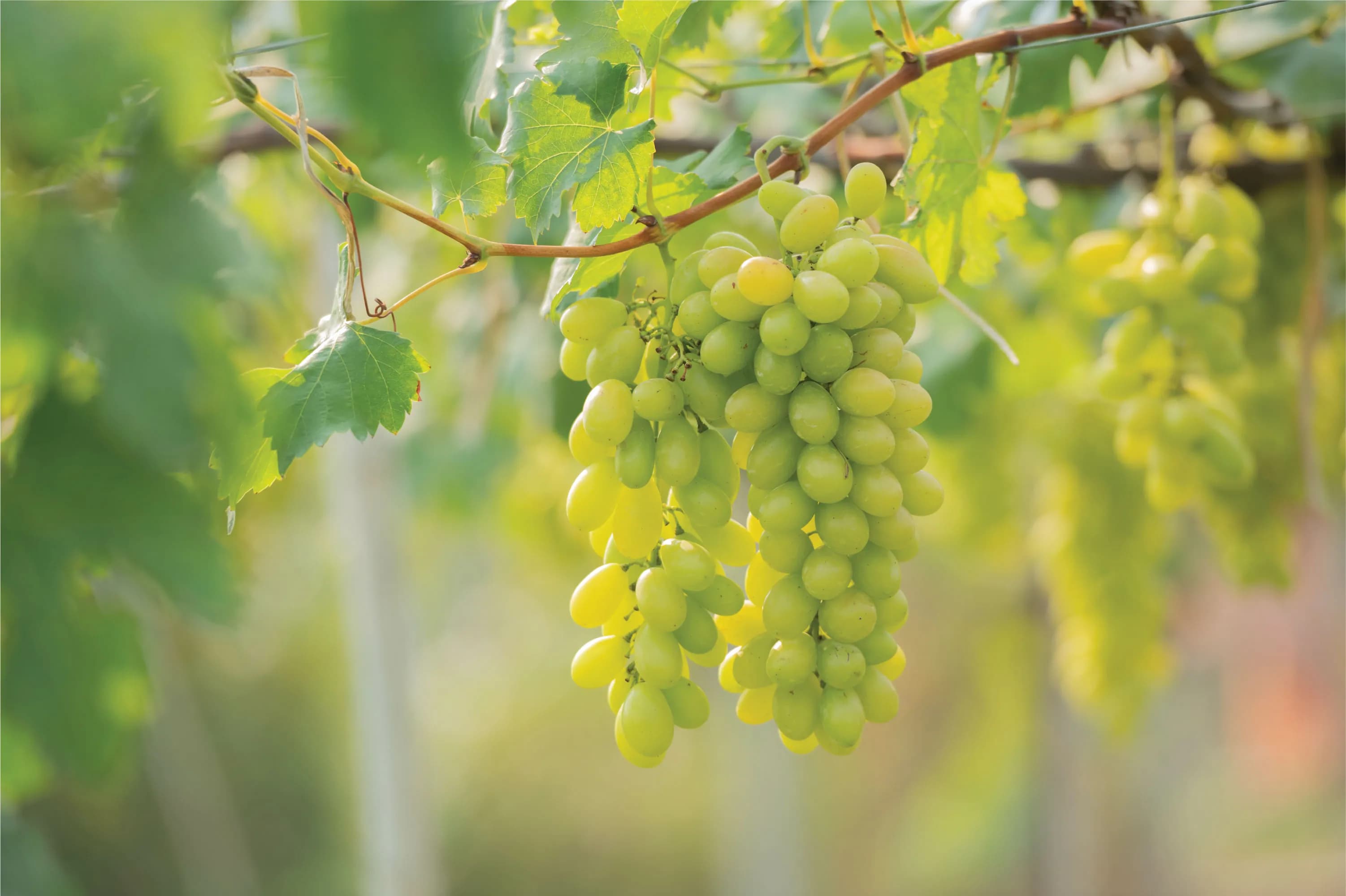 wineSpec