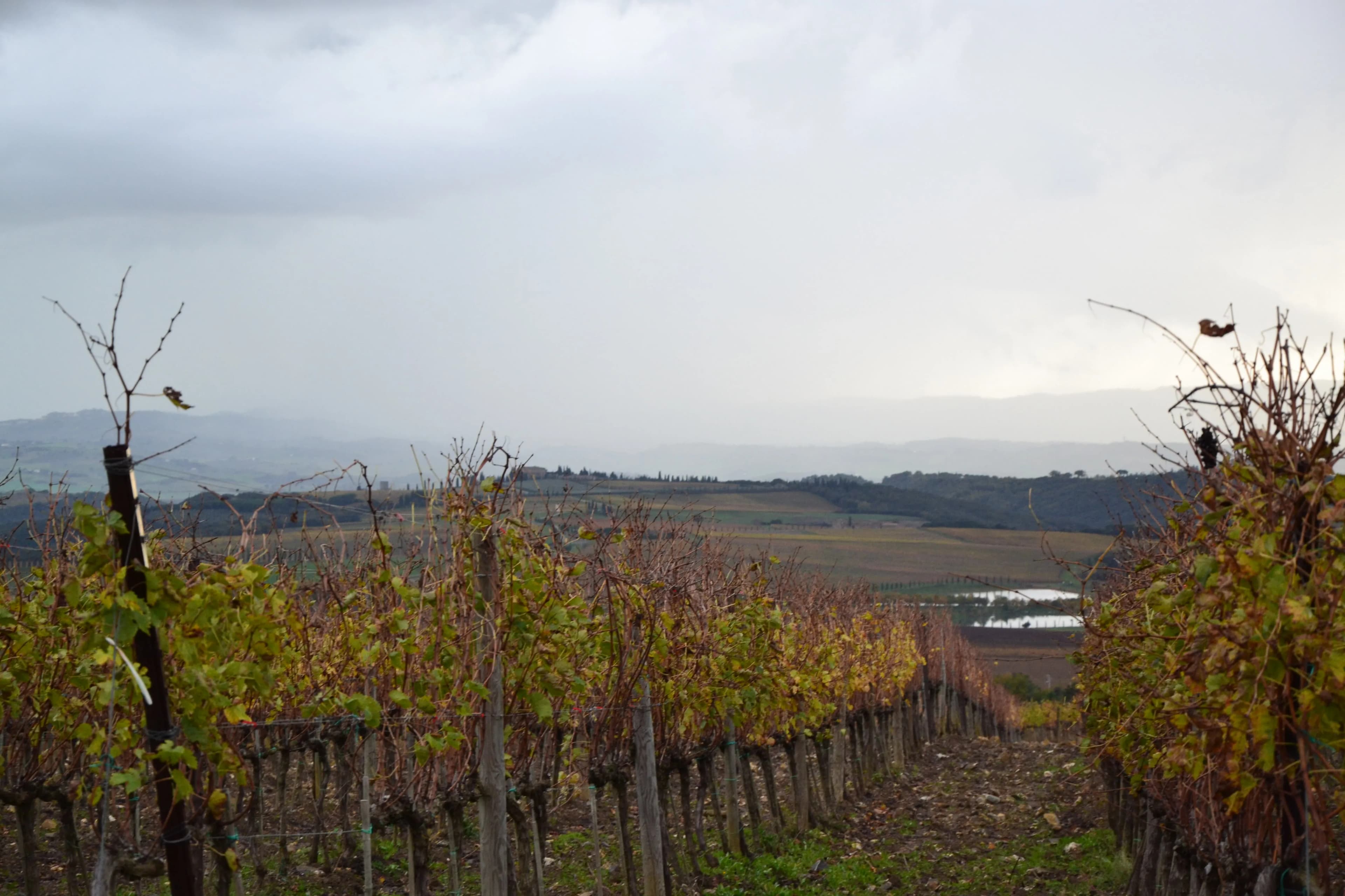 wineSpec