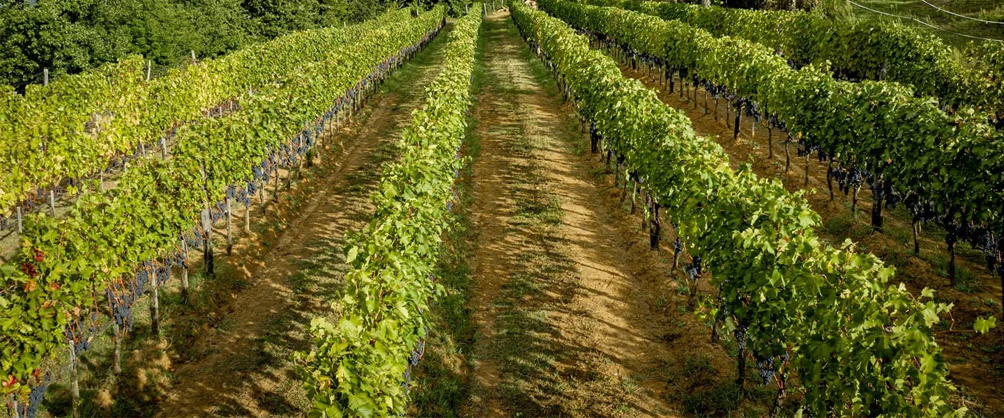 wineSpec