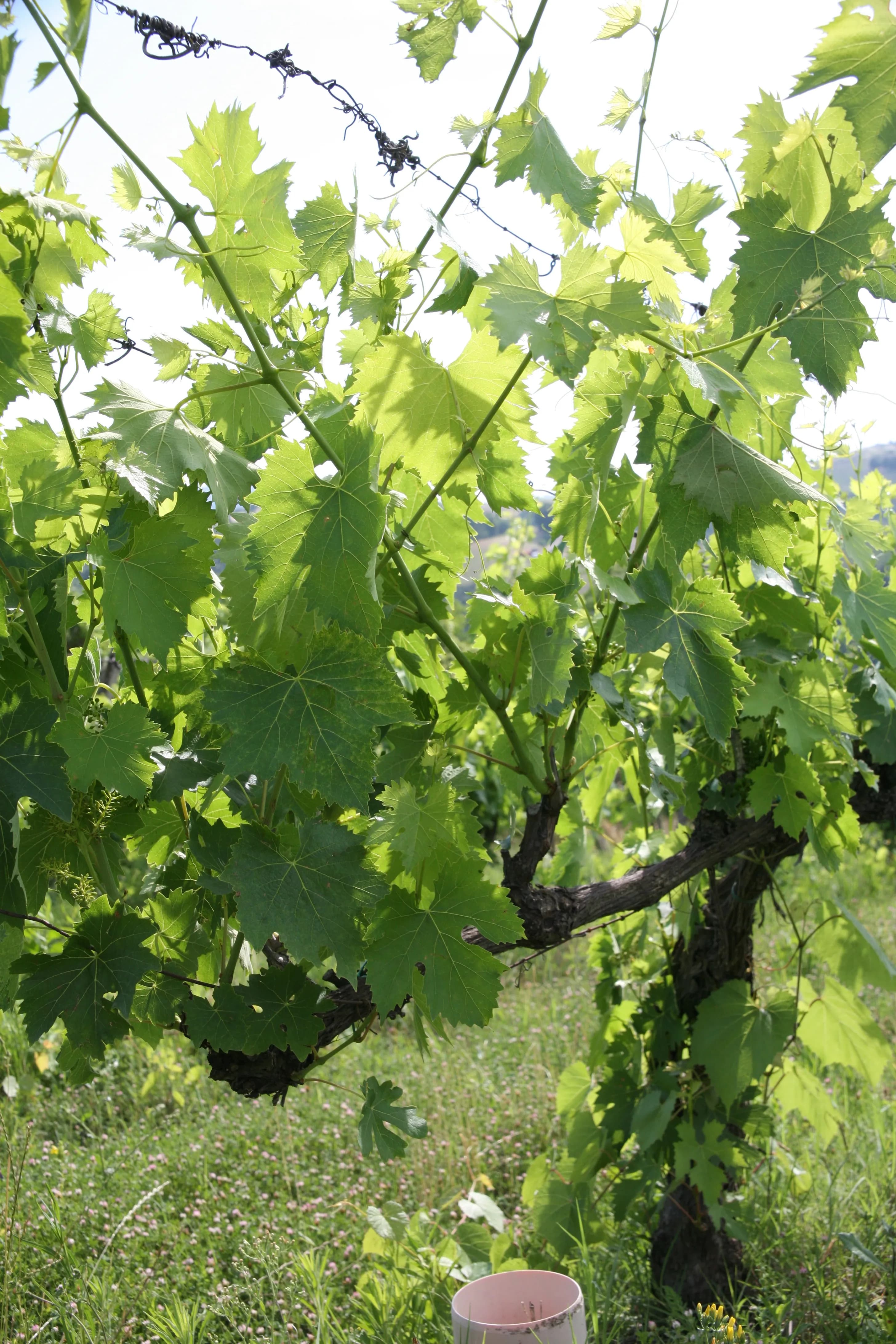 wineSpec