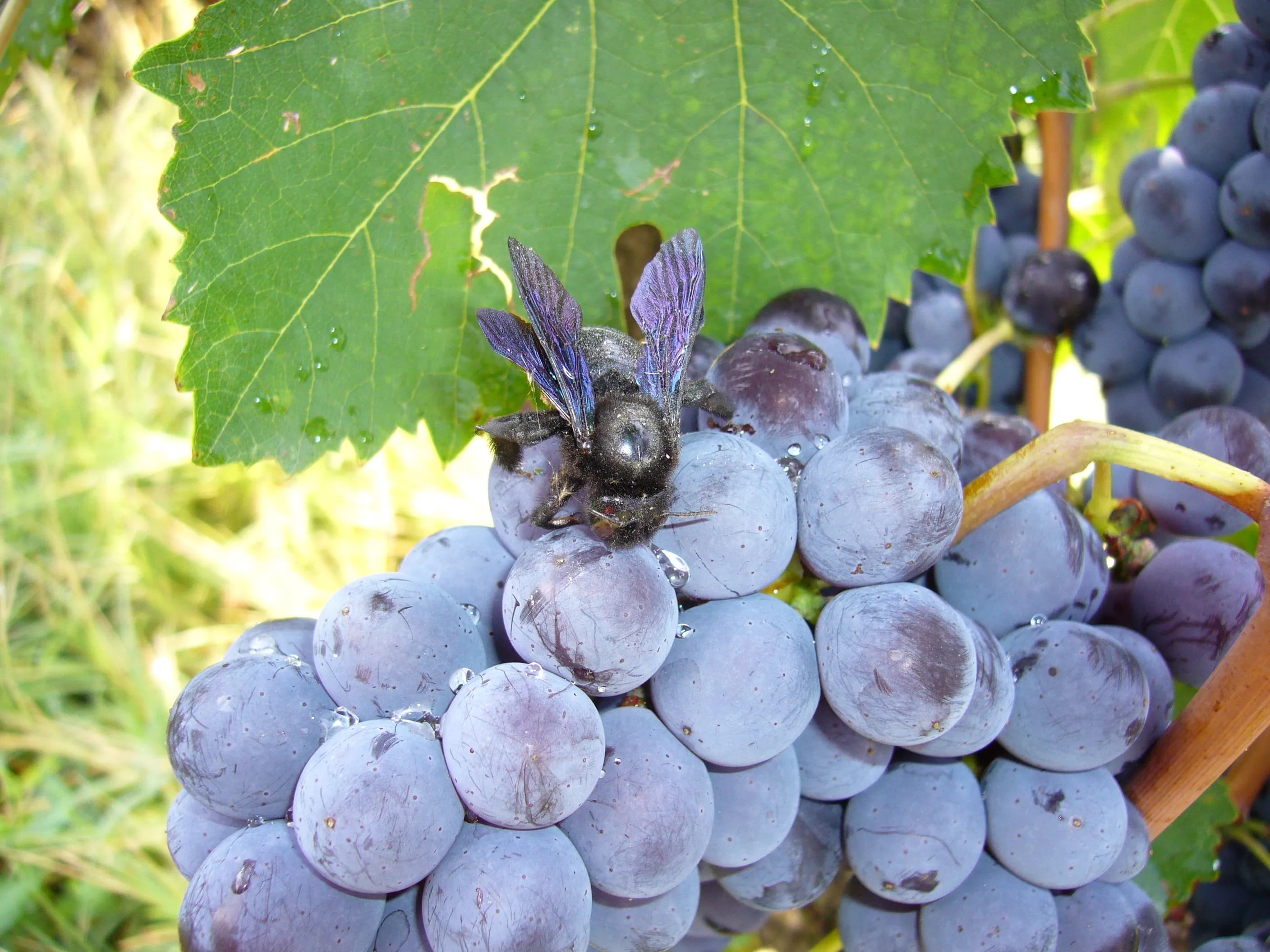 wineSpec