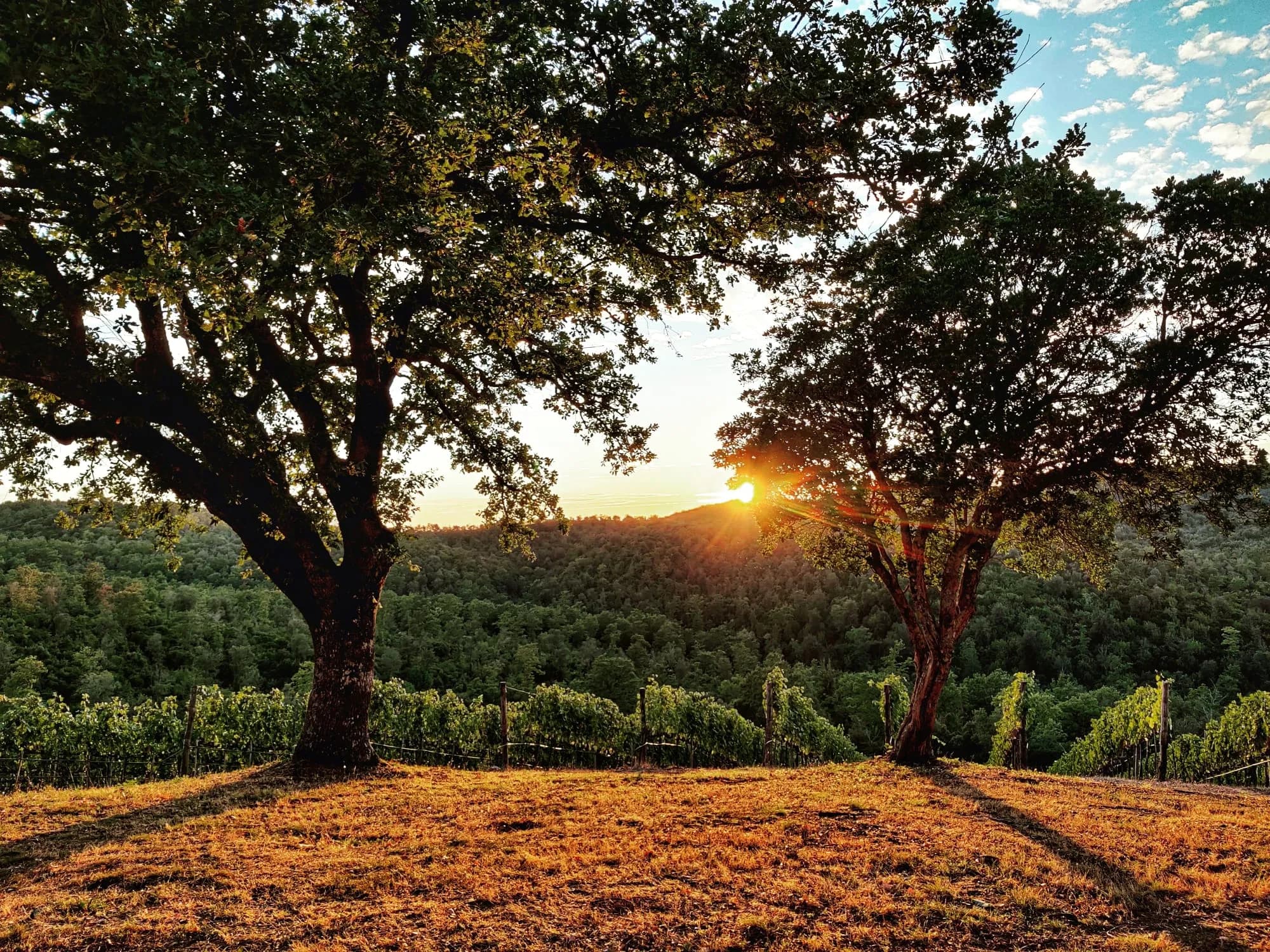 wineSpec